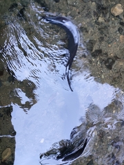 Anguilla dieffenbachii