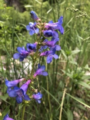 Penstemon cyananthus cyananthus