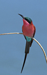 Merops nubicoides