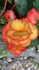 Begonia × hiemalis