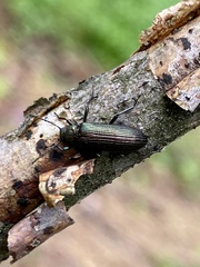 Strongylium crenatum