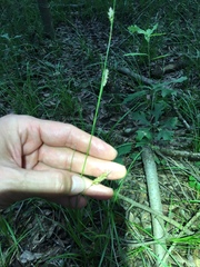 Carex cherokeensis