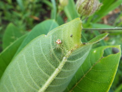Araneus guttulatus