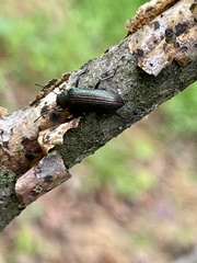 Strongylium crenatum