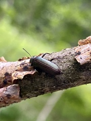 Strongylium crenatum