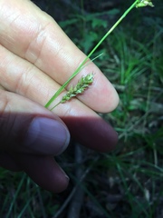 Carex cherokeensis