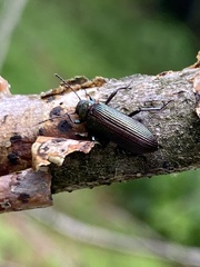 Strongylium crenatum