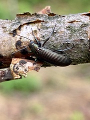 Strongylium crenatum