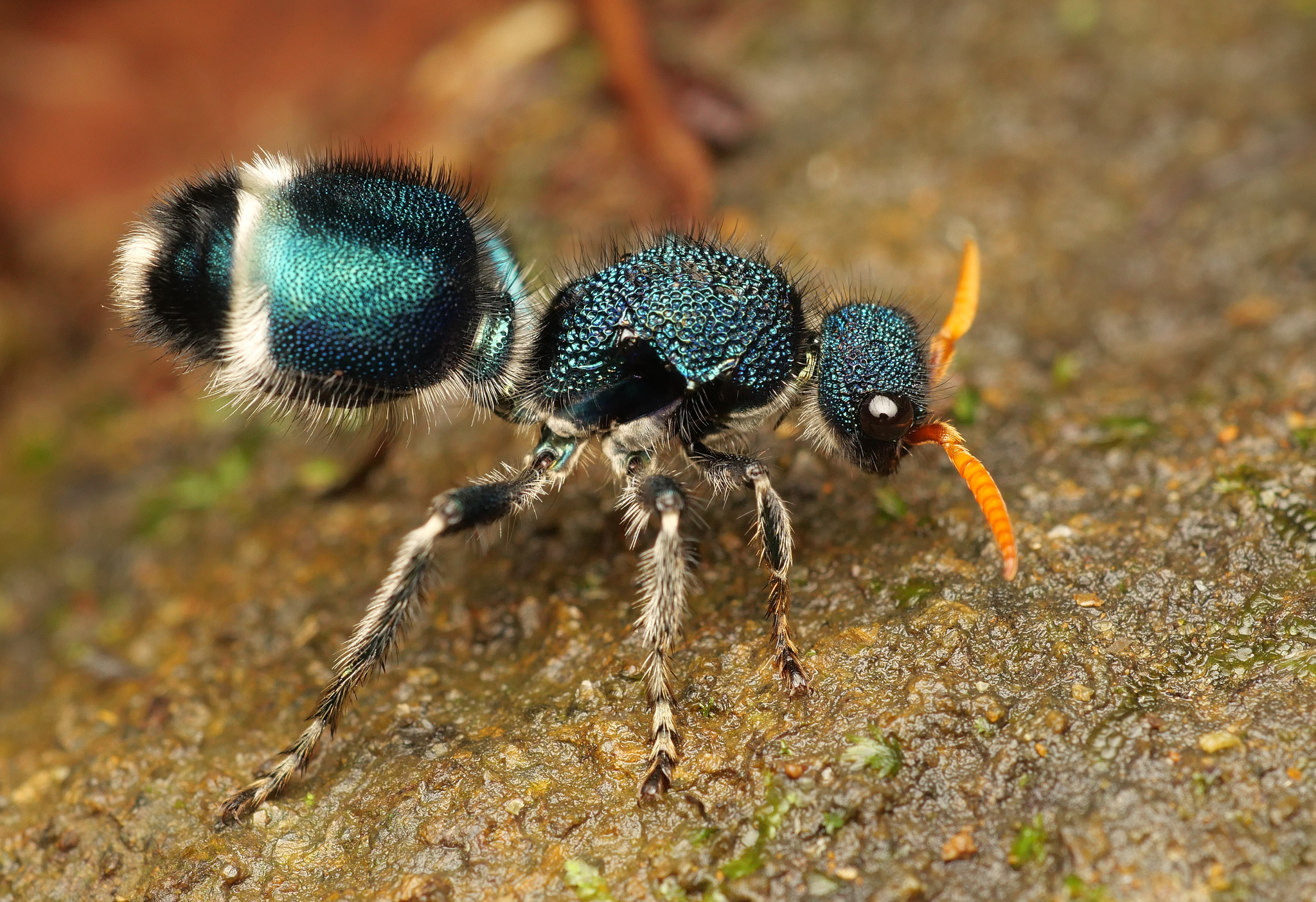 blue ants