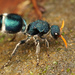 Velvet Ants - Photo (c) Philipp Hoenle, some rights reserved (CC BY-NC), uploaded by Philipp Hoenle
