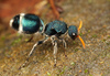 Velvet Ants - Photo no rights reserved, uploaded by Philipp Hoenle