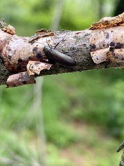 Strongylium crenatum