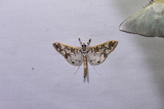Polythlipta divaricata