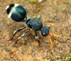 Ephutomorpha paradisiaca