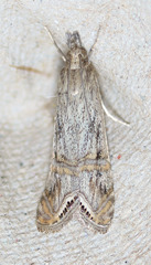 Euchromius californicalis