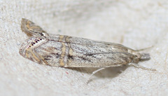 Euchromius californicalis