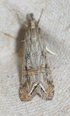 Euchromius californicalis