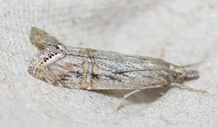 Euchromius californicalis