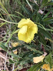 Oenothera howardii