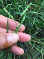Paspalum denticulatum