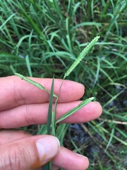 Paspalum denticulatum