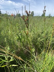 Juncus brachycephalus