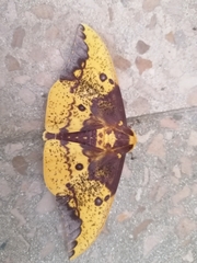 Eacles imperialis anchicayensis