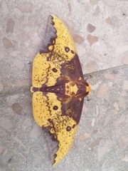 Eacles imperialis anchicayensis