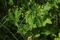 Alchemilla leiophylla