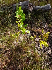 Persoonia cornifolia