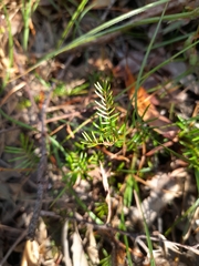 Gompholobium pinnatum