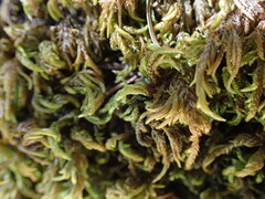 Pseudisothecium cristatum