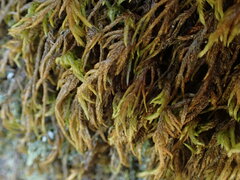 Pseudisothecium cristatum