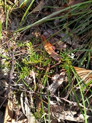 Gompholobium pinnatum