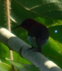 Aethopyga mystacalis