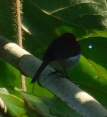 Aethopyga mystacalis