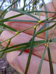 Acacia cognata