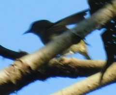 Dicaeum trigonostigma