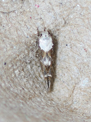 Mompha murtfeldtella