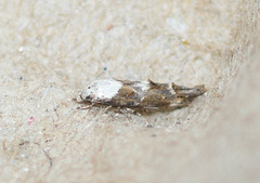 Mompha murtfeldtella