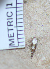 Mompha murtfeldtella