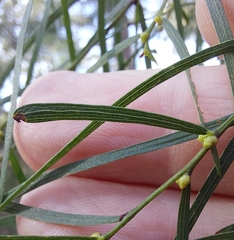 Acacia cognata