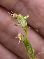 Pterostylis daintreana
