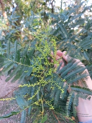 Acacia filicifolia