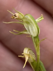 Pterostylis daintreana