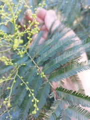 Acacia filicifolia