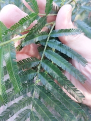 Acacia filicifolia