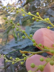 Acacia filicifolia