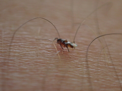 Homalotylus