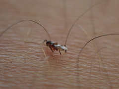 Homalotylus